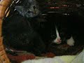 kittens playing and suckling