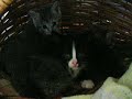kittens playing and suckling