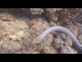 Yongala clip 1 Yongala clip 1
