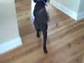 Excited standard poodle looking for his kong