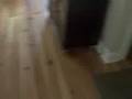 Excited standard poodle looking for his kong