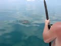 Shark Hunting With S.P.