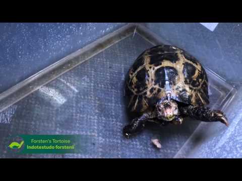 YouTube reptile video