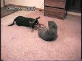 Cat  Dog Fight (Round 2)