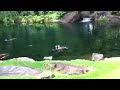 20120518 カルガモの攻防