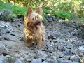 Yorkie