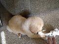 Baby Golden Retreiver