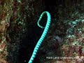 close encouters with banded sea snakes close encouters with banded sea snakes