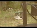 Cat Survivor