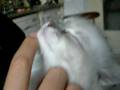 what an enjoiment Silvia's fondling!