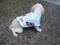 Acupuntura Veterin�ria