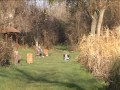 A fóti Somlyó tó A fóti Somlyó tó