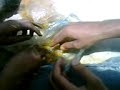 COLIGE