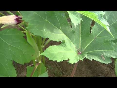 how to harvest okra
