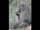 Mother Nature rules on the Serengeti Mother Nature rules on the Serengeti