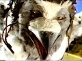 Icon for Post #Nissan “Pigeons” Commercial