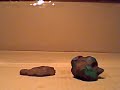 Short claymation (the plant)