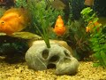 parrot fish,plecostomus,bala shark, bleeding heart tetra. on