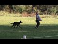 Freestyle Frisbee Dog