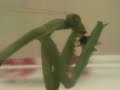 Praying Mantis owns a fly