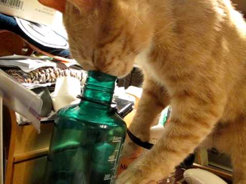 Watch 'Cat Can't Fit In Nalgene'