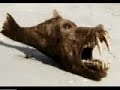 cryptozoology and strange creatures