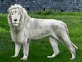 cryptozoology and strange creatures