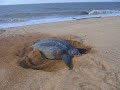 Leatherback schildpad in Matapica Suriname 6