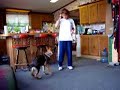 German Shepherd Puppy Clicker Training