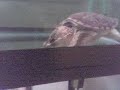 Common Snapper Turtle snapping Common Snapper Turtle snapping