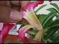 Get Pollen of adenium