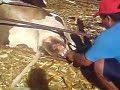 PARTO DE UNA VACA (PORTACELI,ELDORADO,SIN)