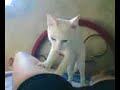 Gato Massageador Gato Massageador