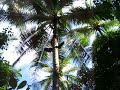 Thai Coconat - Aroi