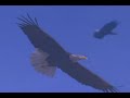Fly Like An Eagle Steve Miller Band