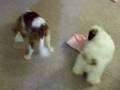 Shih Tzu For Sale!!www.freewebs.com/southlandshihtzus