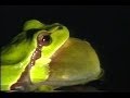 Part 4 Croaking Frogs