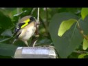 Goldfinch