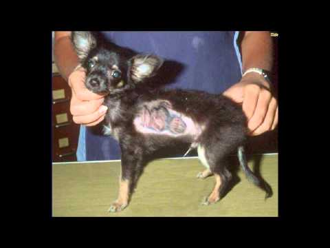 how to deworm a cat at home