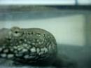 Turtle of NCUE EM-Wave Lab