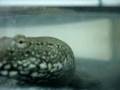 Turtle of NCUE EM-Wave Lab