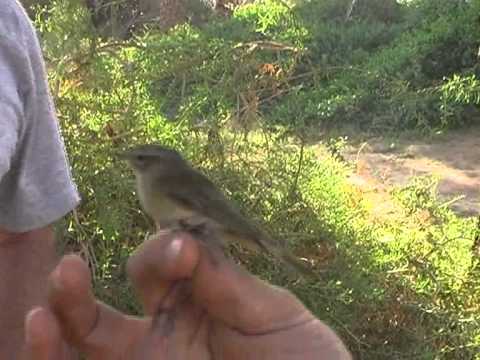 פסטיבל צפרות בערבה