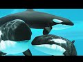 whale chant 2012