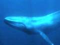 whale chant 2012
