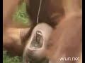 Thirsty and Stupid Monkey