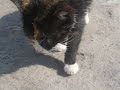 mimimi