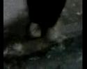 Cincar tha dancer