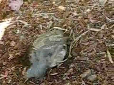 Juvenile California Valley Quail - ...
