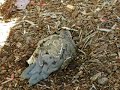Juvenile California Valley Quail - dust bath