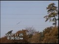 Pteranodon V5-5 in the sky Ornithopter RC: New UP Load Pteranodon V5-5 in the sky Ornithopter RC: New UP Load